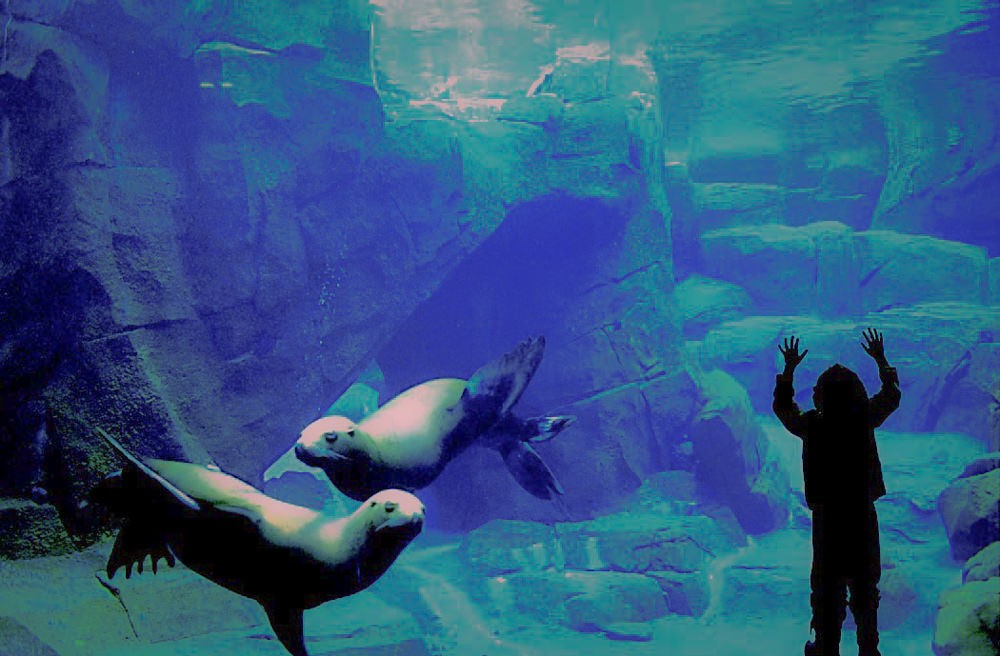 Alaska SeaLife Center Alaska's Public Aquarium